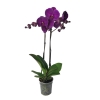 Storczyk Orchidea 2 sztuki mix kolorów